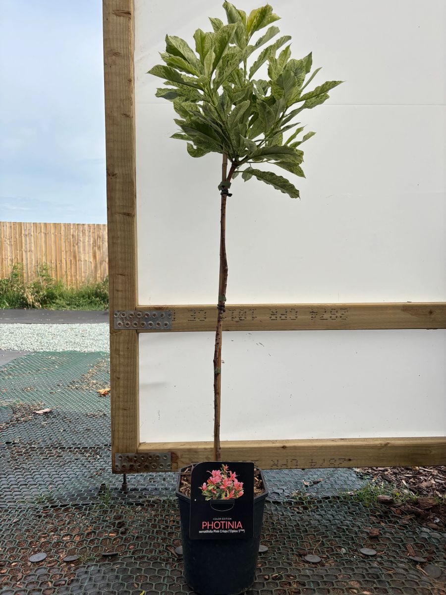 Clear Stem Photinia Pink Crispy