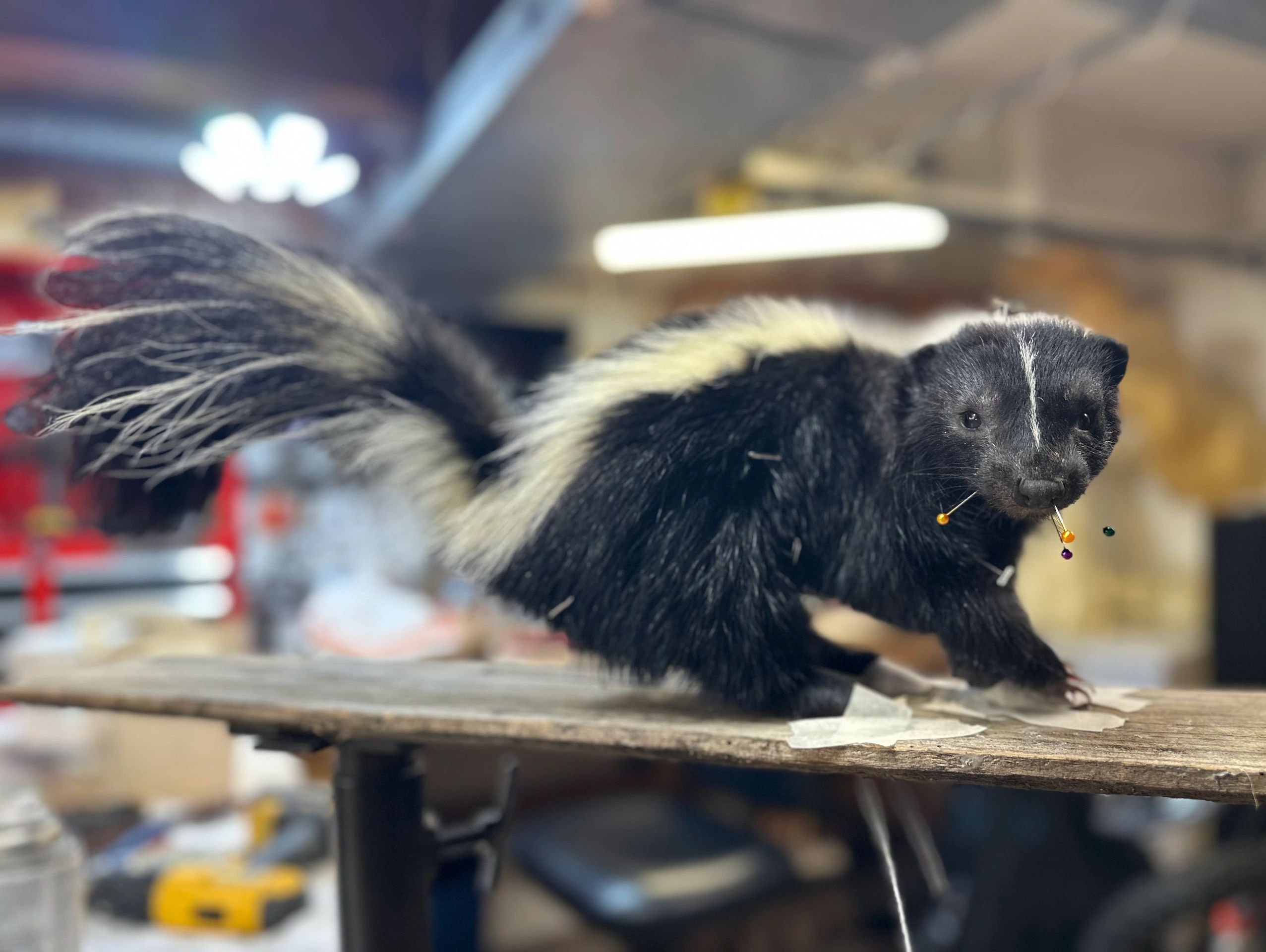 A taxidermy skunk with pins on its face in a workshop.