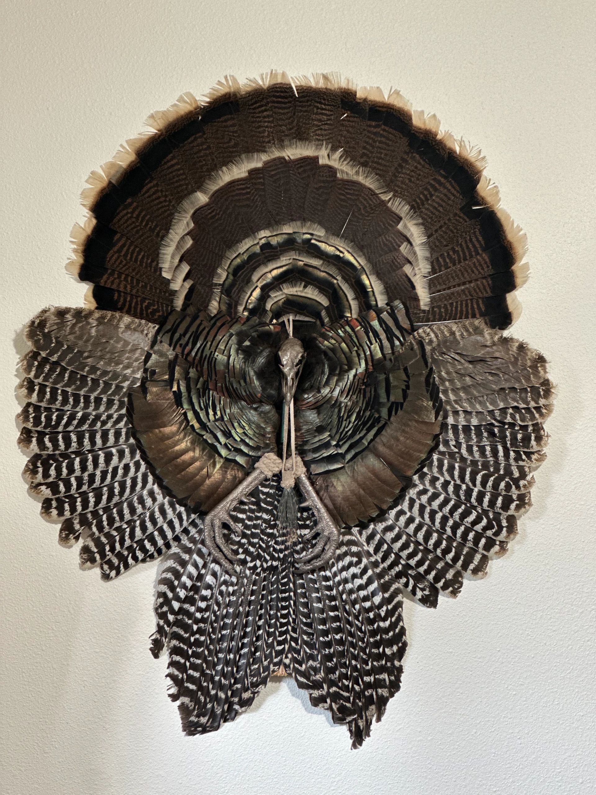 Mounted display of a wild turkey with fanned feathers.