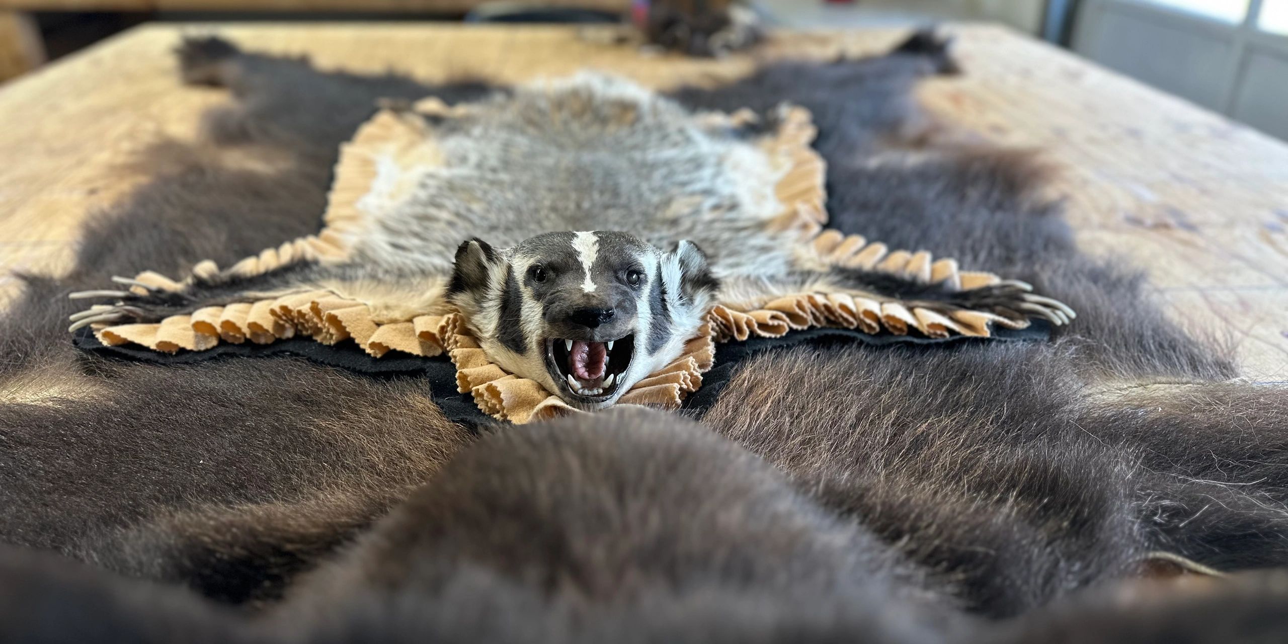Close-up of a taxidermy badger pelt with detailed facial features.