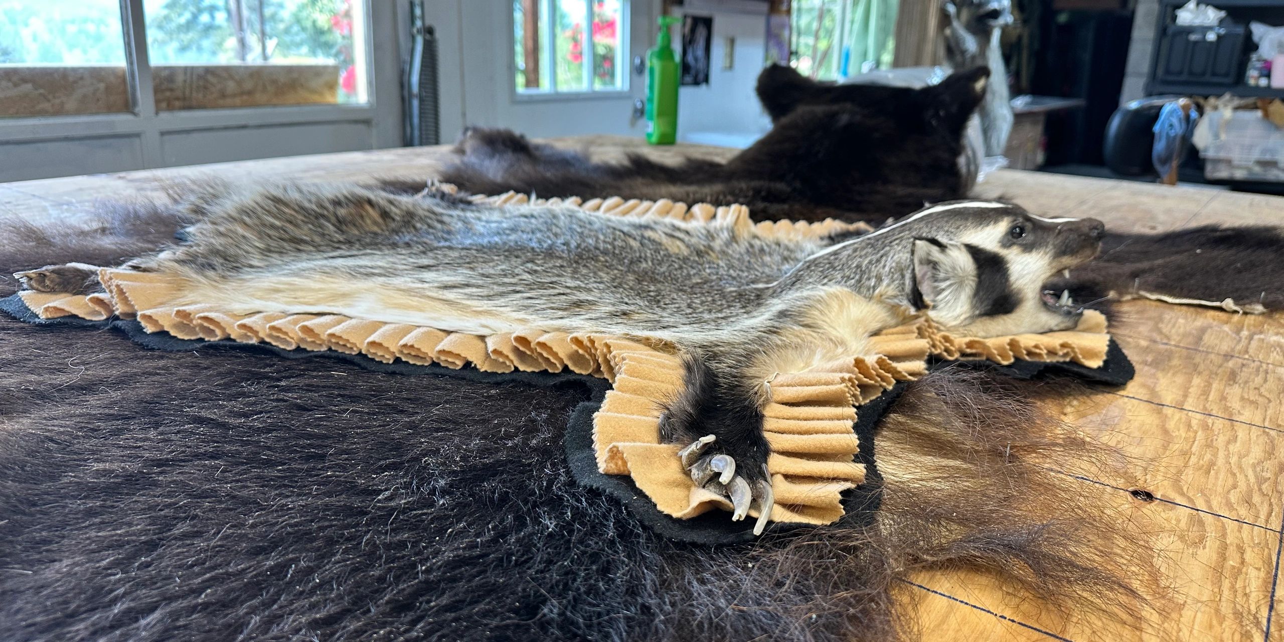 A stretched badger pelt with visible claws and teeth on a table indoors.