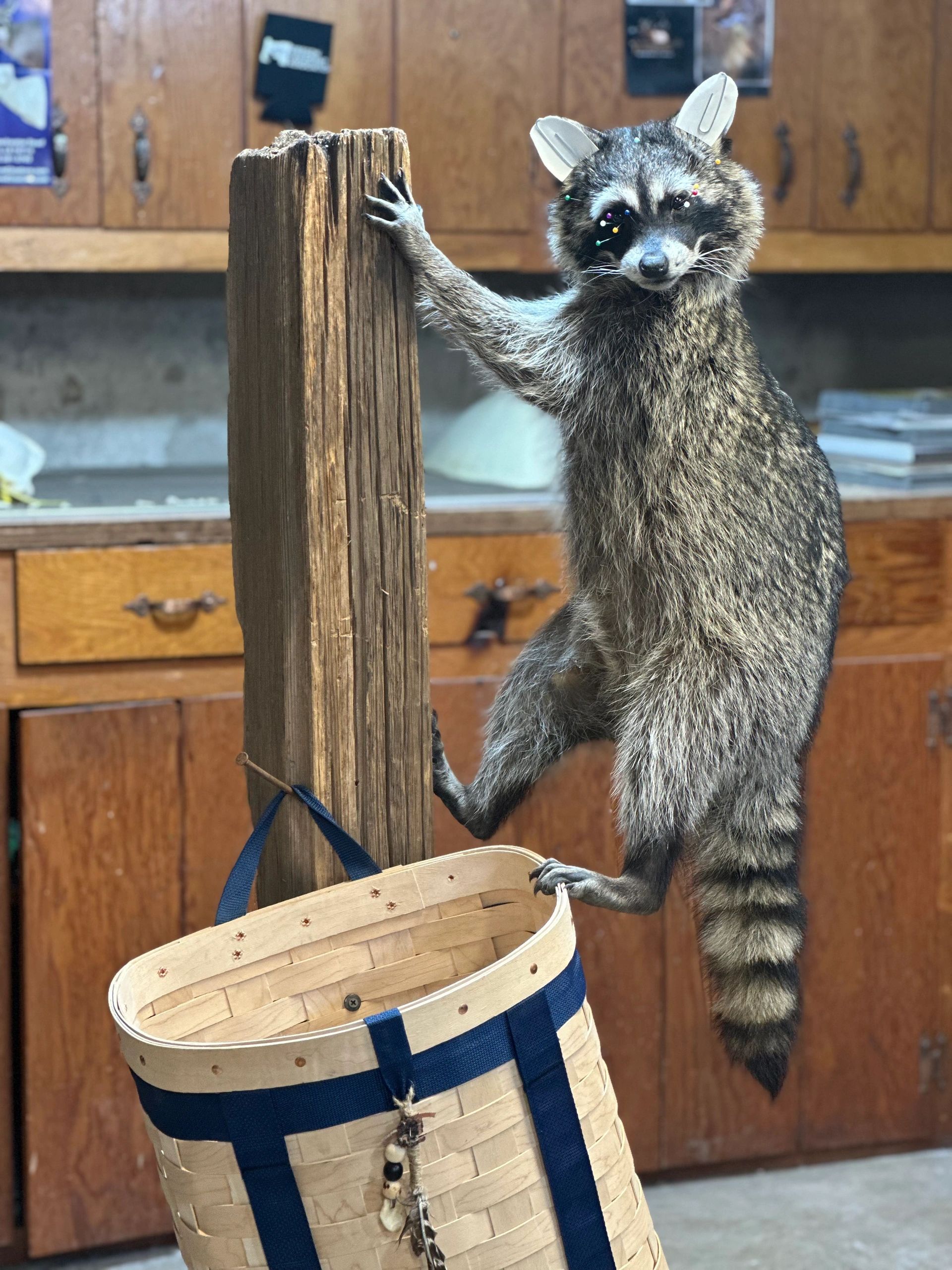 A raccoon with paper ears and pins on its face stands inside a wooden cabin.