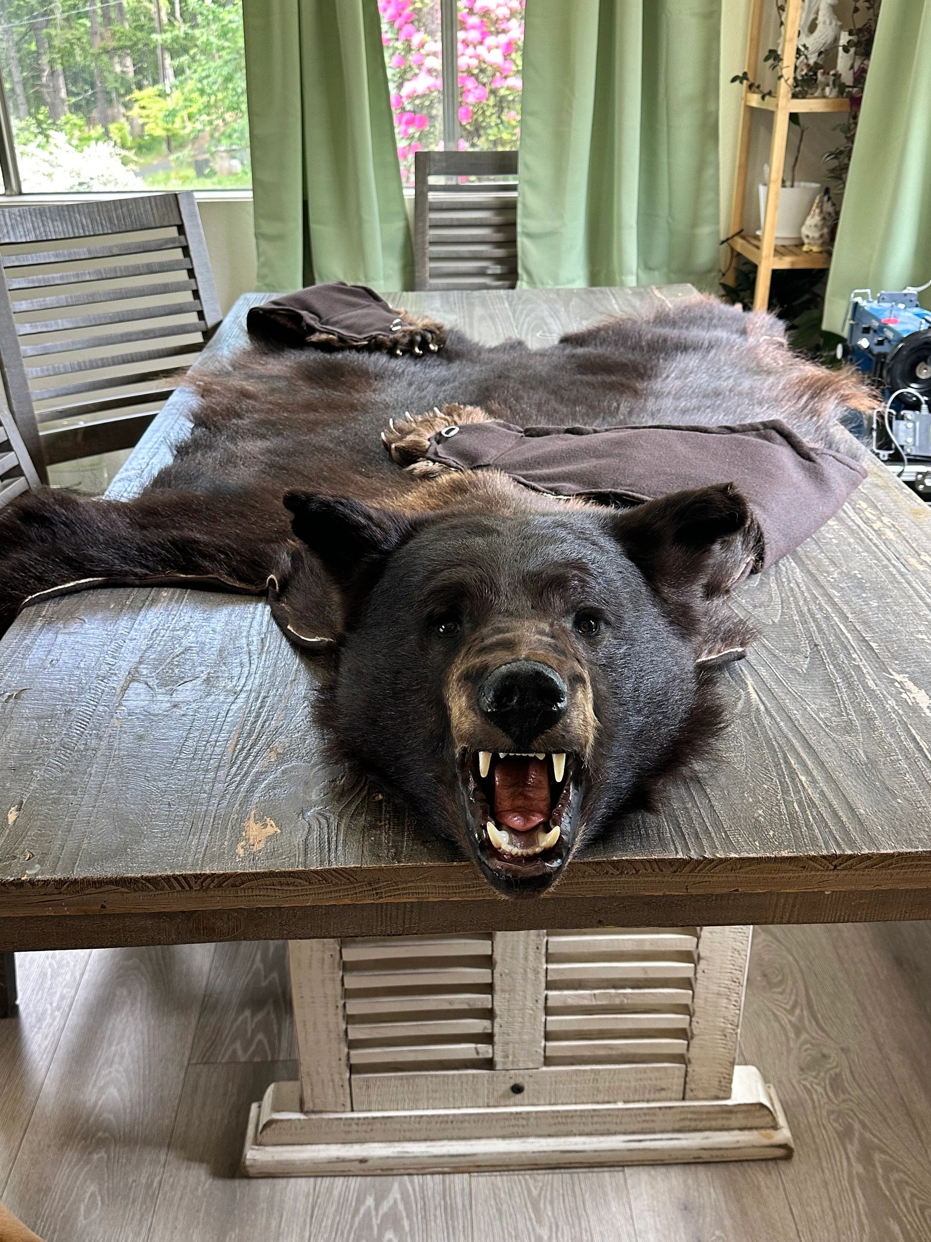 A bear skin rug with a roaring bear head on a wooden table.