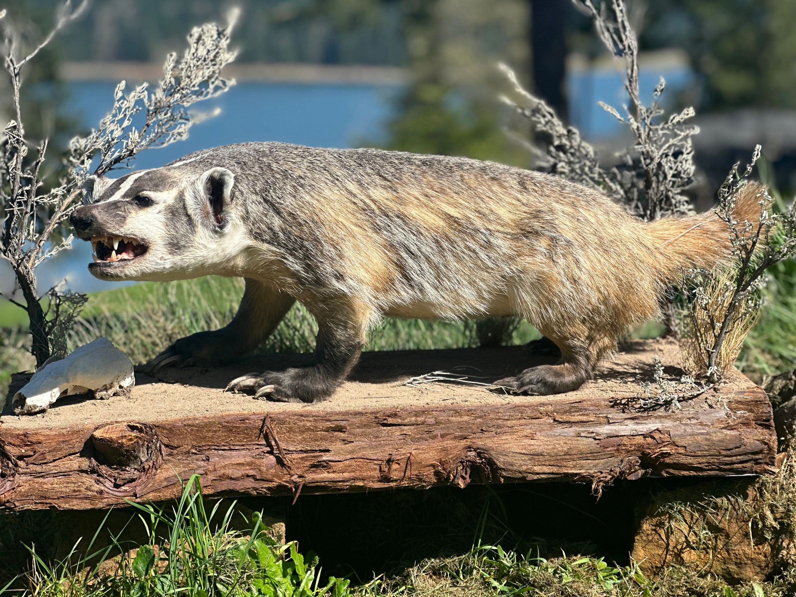 Badger showing teeth on a log near a skull in a natural setting.