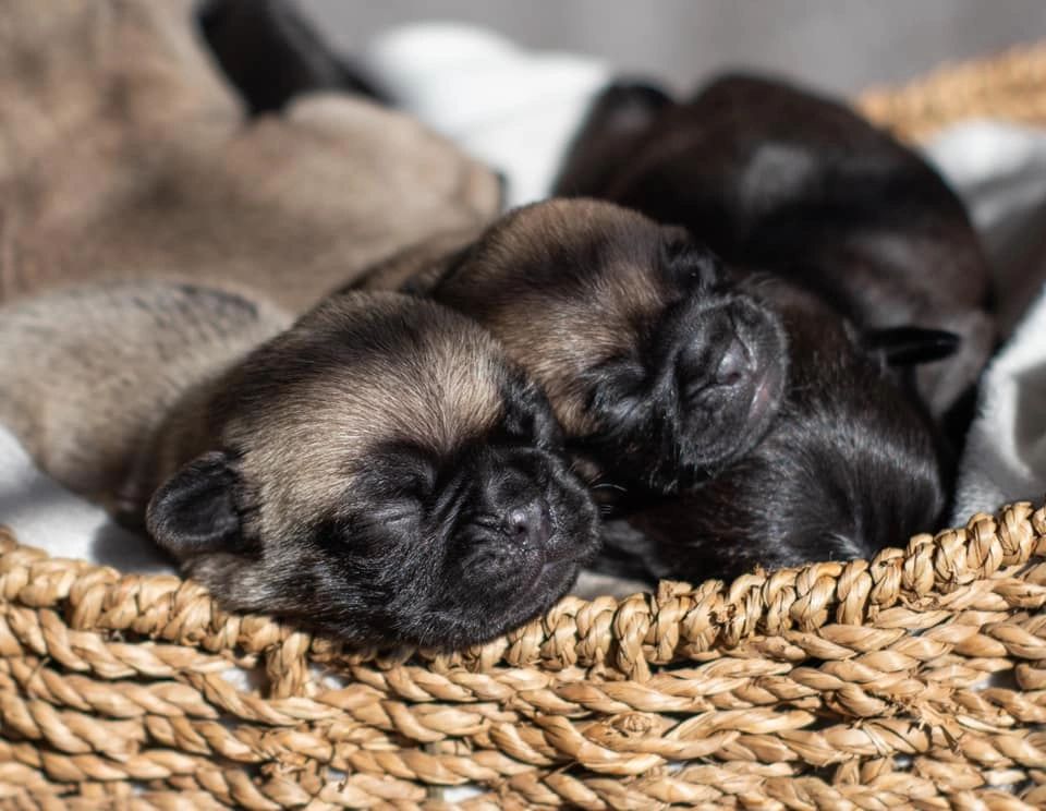 Pug Rws MacDonald Pug Family