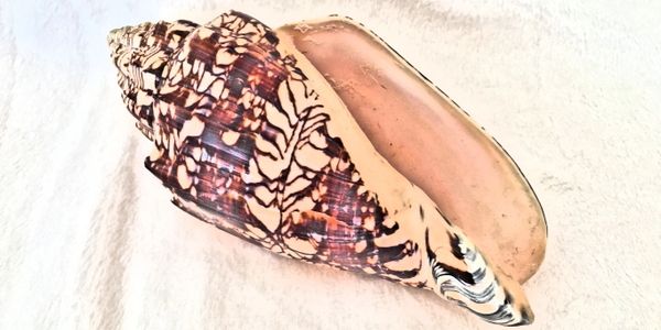 A large, patterned sea shell with intricate brown and cream designs.