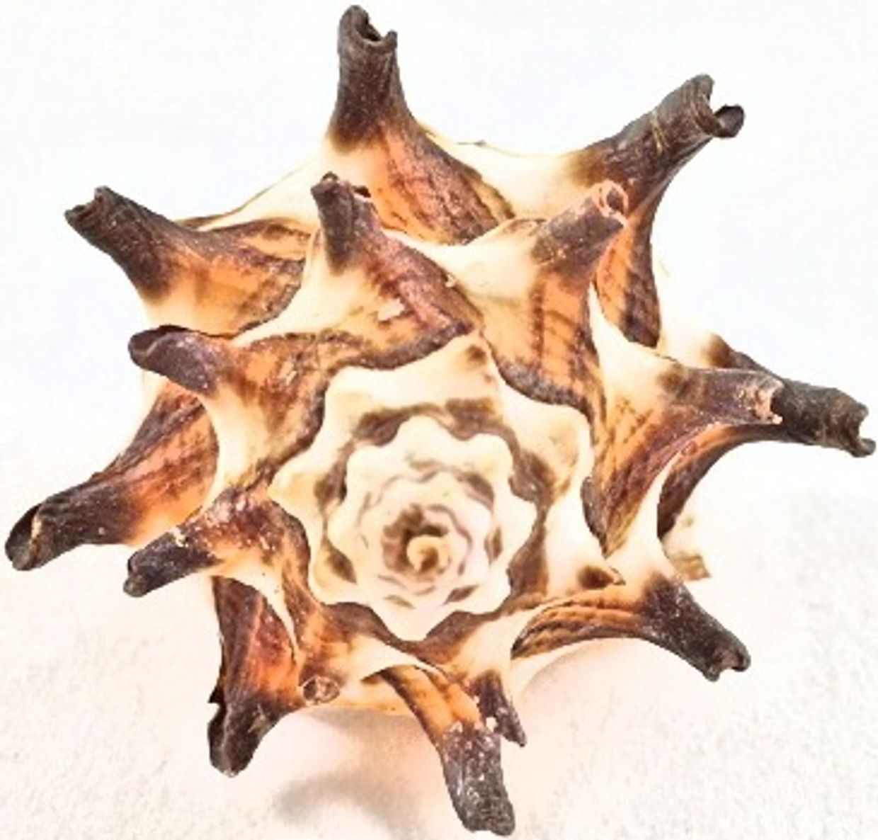 A close-up of a spiky, brown and cream sea shell.