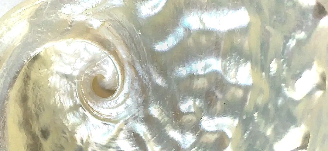 Power Sea Shell Seashell Power