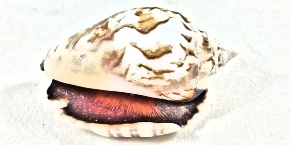 Close-up of a textured seashell on white sand.