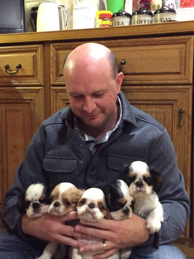Five puppies being cuddled by their owner. 