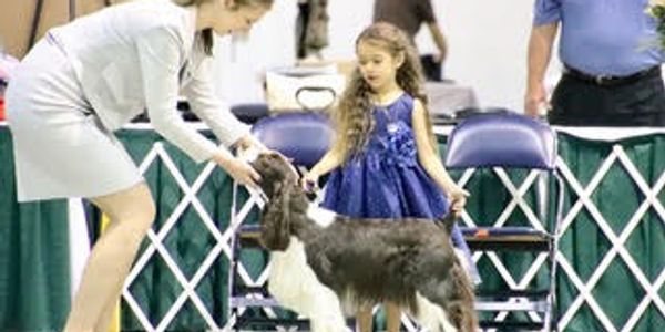 A junior (under the age of 12 years) handler is showing a dog to a canine judge as she learns about 