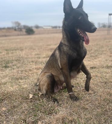 Happy Belgian Malinois