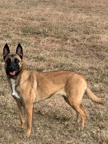 Curious Belgian Malnois Vandergriff Malinois