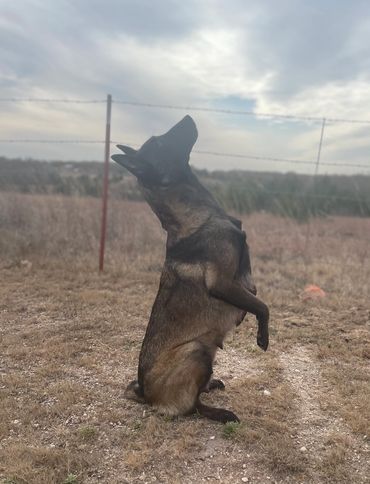 Belgian Malinois Looking for God