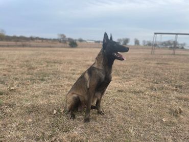 Belgian Malinois Mya in a sit