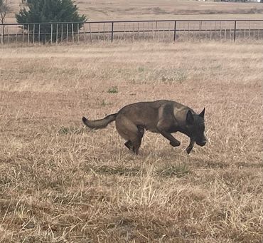 Mya fun time for a Belgian Malinois