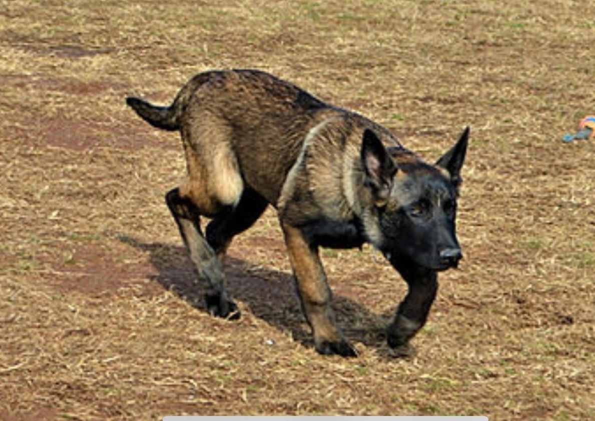 Belgian Malinois on the hunt