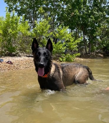 Belgian Malinois Mya