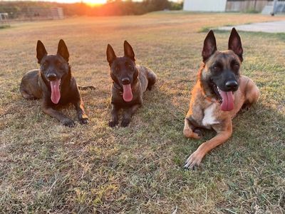 Adult Belgian Malinois 