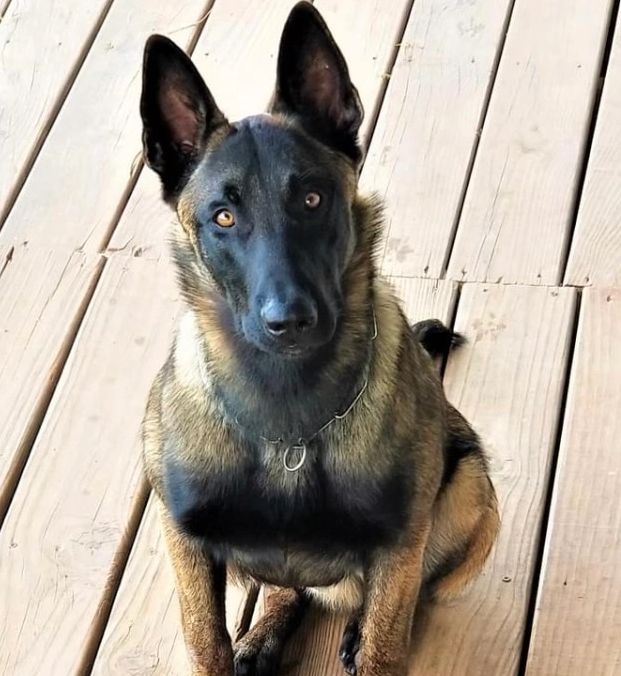 K9 Thunder Belgian Malinois