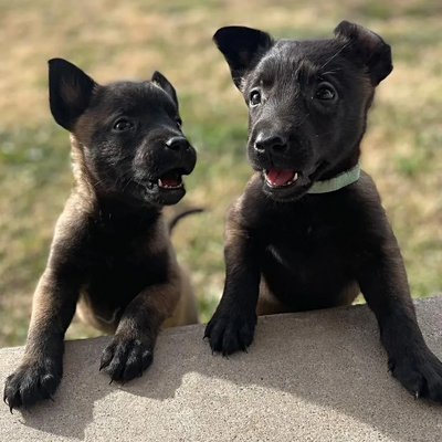 Belgian Malinois Puppies for sale Price these puppies