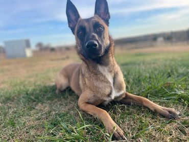 Scarlett Healthy Belgian Malinois