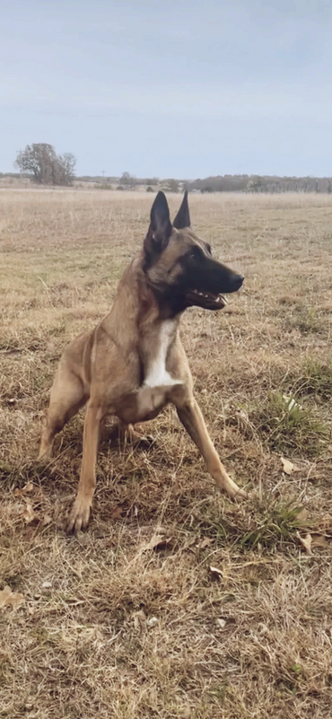 Scarlett happy Belgian Malinois