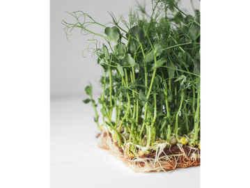 Pea Shoots in hydroponic jute mat.