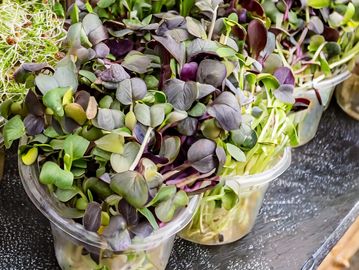 Purple Radish microgreens freshly harvested for sale