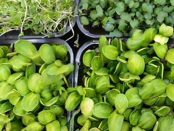 Sunflower Microgreens in a 5x5 tray.