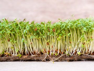 microgreens growing on hydroponic jute mat.