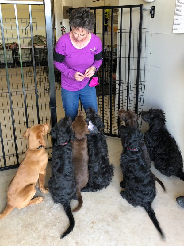 SERVICE DOGS IN TRAINING