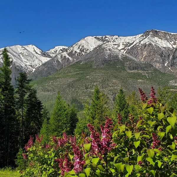 Snow-capped mountains with green forest and blooming purple flowers under a clear blue sky.