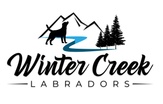 Winter Creek Labradors