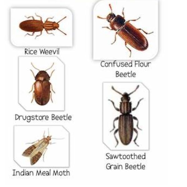 Pest Control Albuquerque, Beatles, Pest Control Near Me.