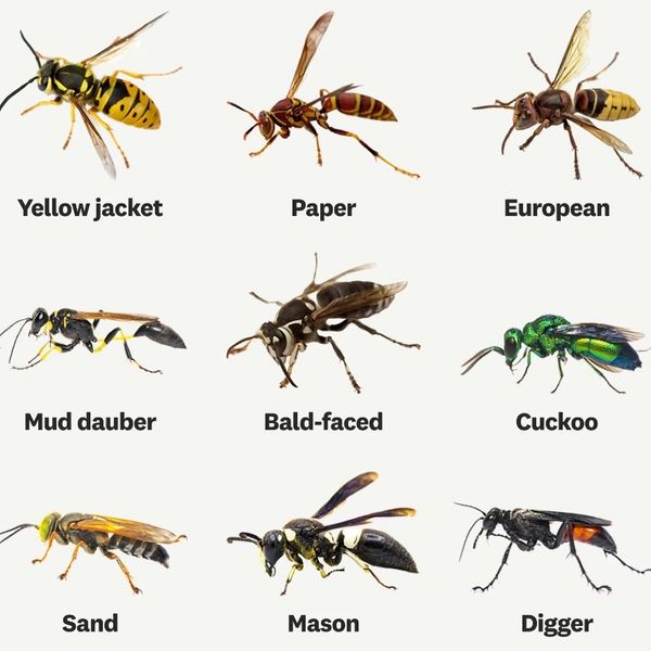 Wasps, pest control, pest control near me, easp extermination. Pest Control in Albuquerque