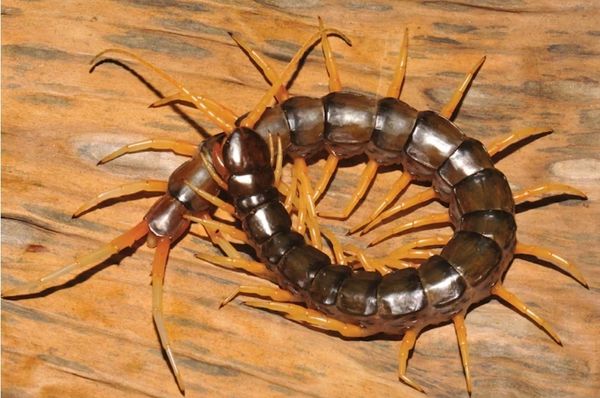 Pest Control Near Me, Pest Control in Albuquerque