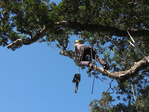 Arborist, chainsaw work at height
