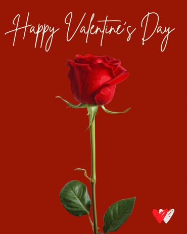 Single red rose with "Happy Valentine's Day" text on a red background.