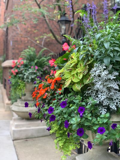 Colorful flower arrangements in stone planters along a walkway.