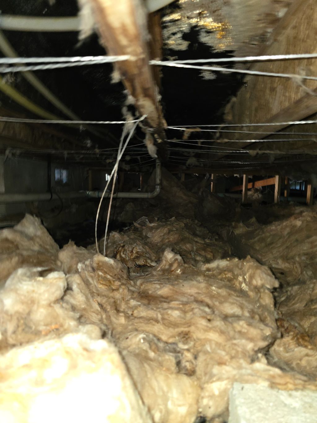 mold, insulation, microbial growth,