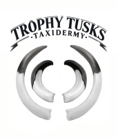 trophy tusks taxidermy