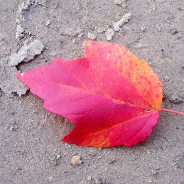 Autumn Leaf - Business Logo