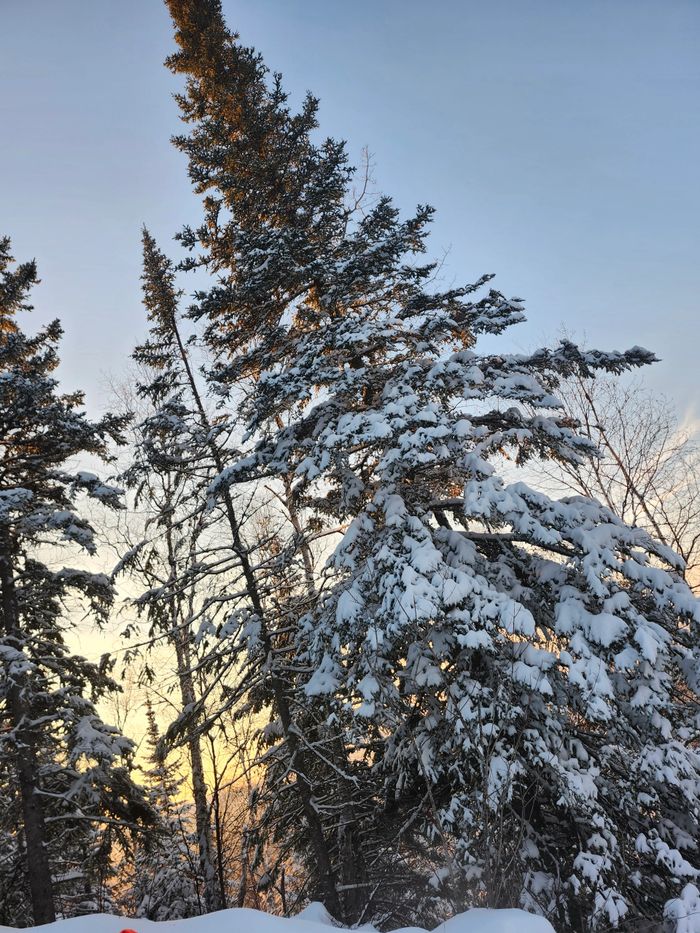 Snow-covered trees at sunset in a winter forest.