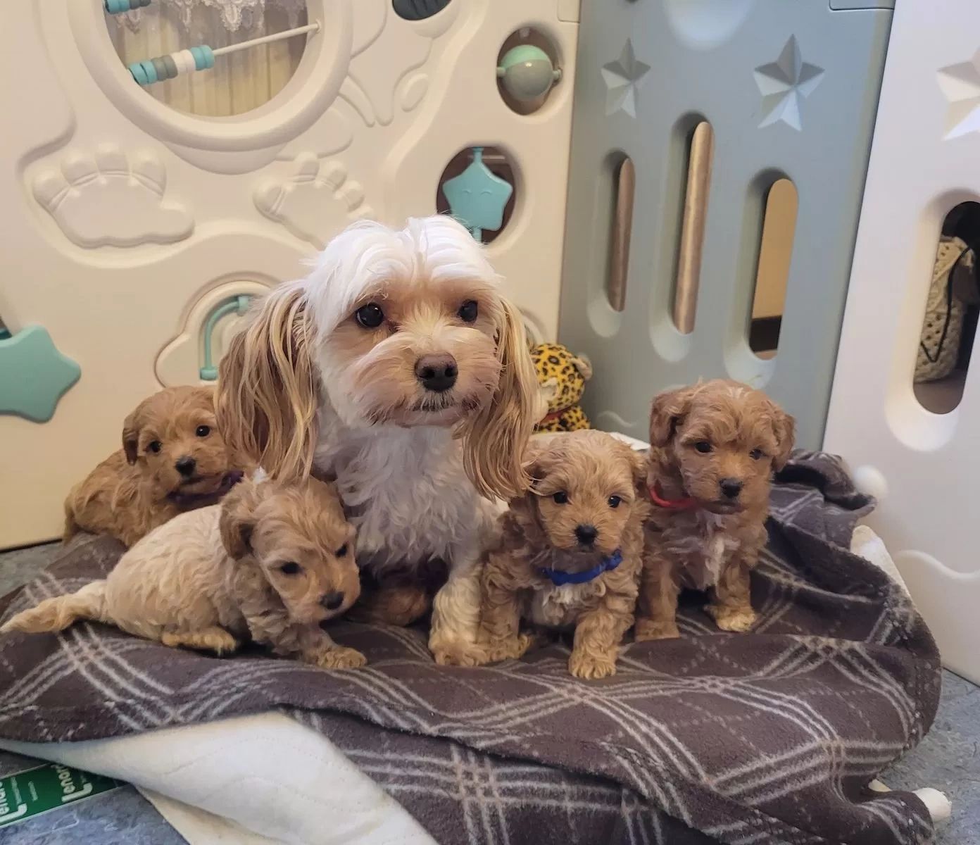 Fimo Cavapoo CAVAPOO