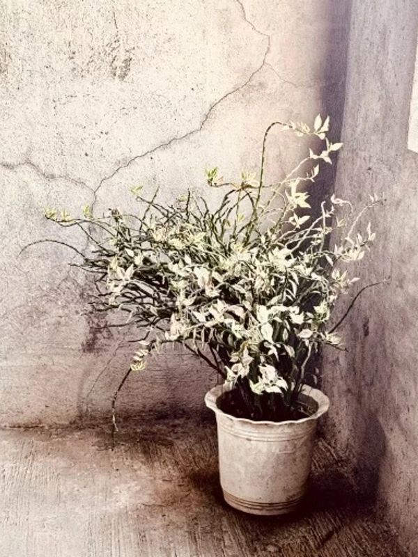 Potted plant with white and green leaves against cracked wall.