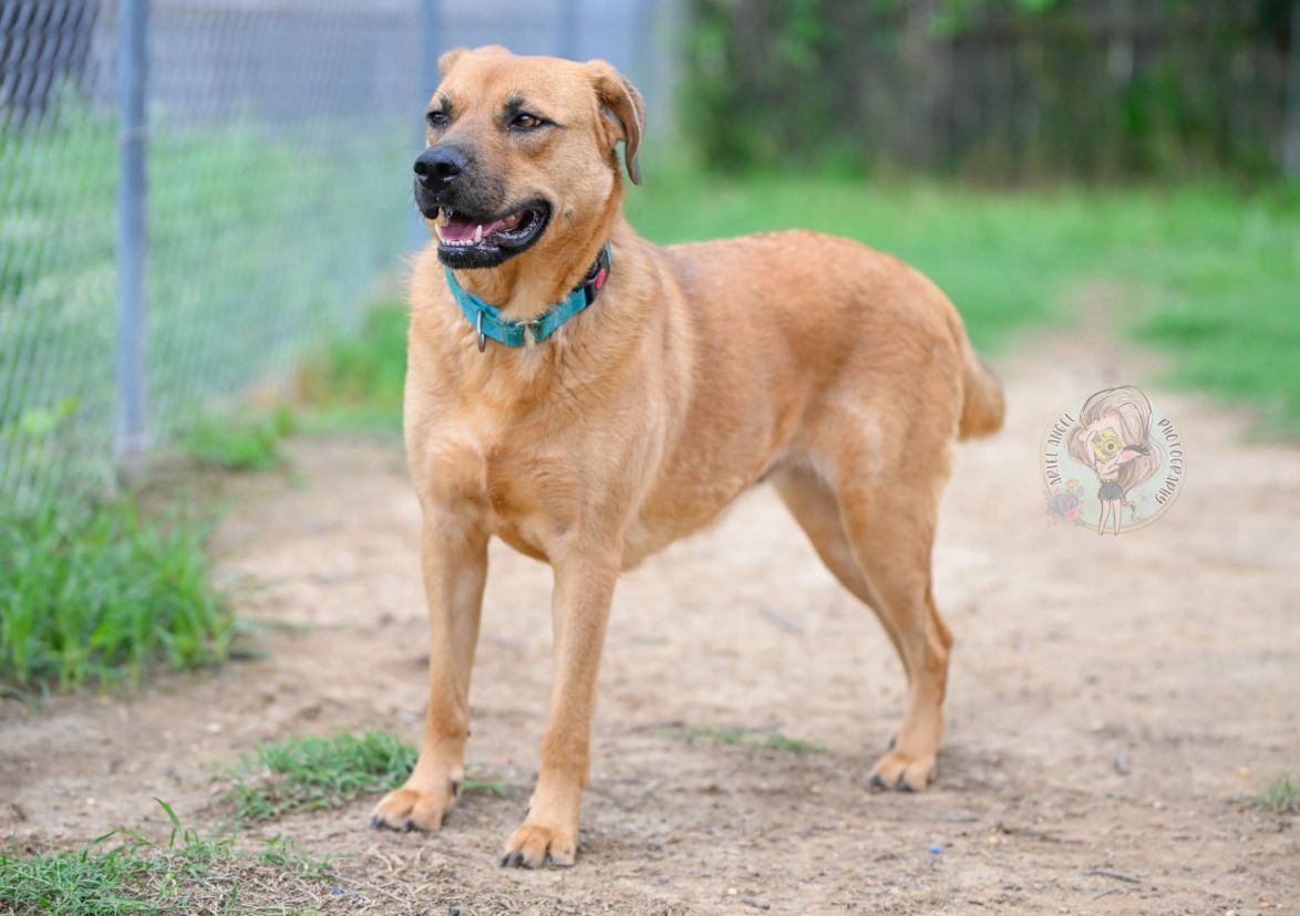 A happy tan dog with a blue collar standing outdoors near a chain-link fence.