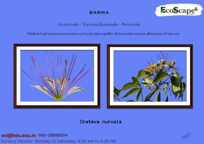Crateva nurvala, varuna, barna, three leaved caper, varuna flower,renal stone remedy