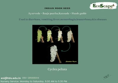 raaja paatha, Indian moon seed, Haade gadde