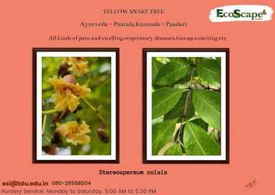Paatala, paadari, dashamoola, stereospermum, yellow snake tree, colais